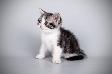 stüdyo fotoğrafçılığı renkli arka plan üzerinde bir Amerikalı stenografi kedi