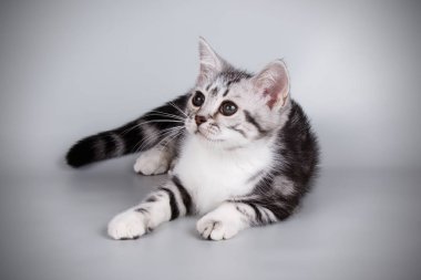 stüdyo fotoğrafçılığı renkli arka plan üzerinde bir Amerikalı stenografi kedi