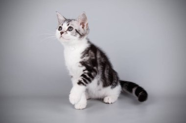 stüdyo fotoğrafçılığı renkli arka plan üzerinde bir Amerikalı stenografi kedi