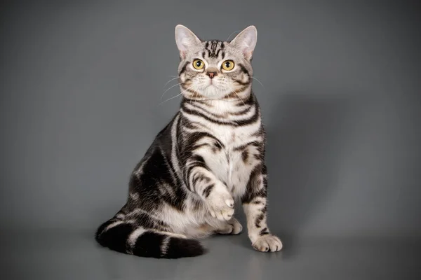 Fotografía Estudio Gato Americano Taquigrafía Sobre Fondos Color —  Fotos de Stock