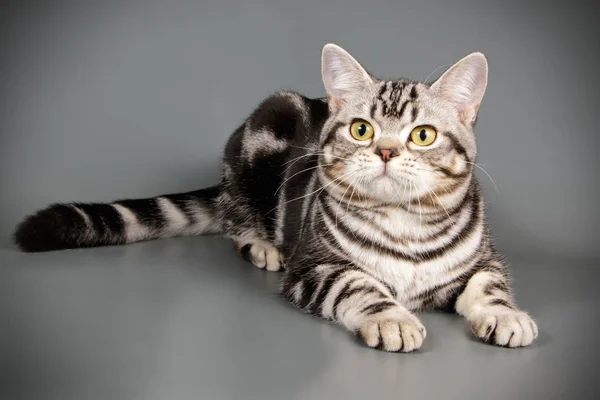 Fotografía Estudio Gato Americano Taquigrafía Sobre Fondos Color — Foto de Stock