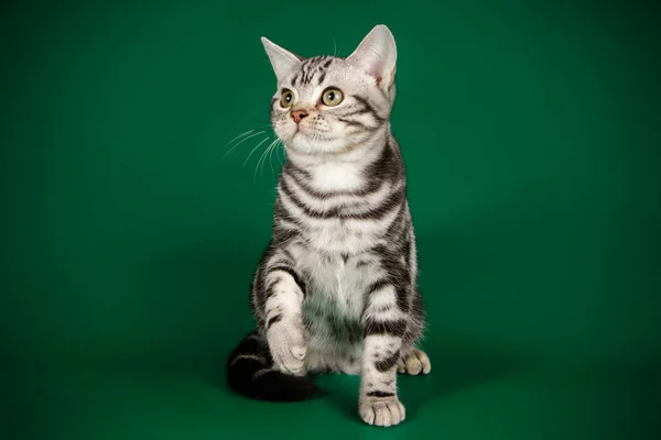 彩色背景下的美国短毛猫猫工作室摄影 — 图库照片