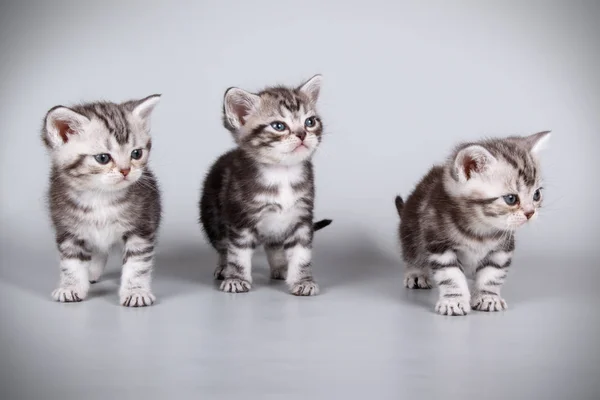 Fotografia Estúdio Gato Americano Shorthair Fundos Coloridos — Fotografia de Stock