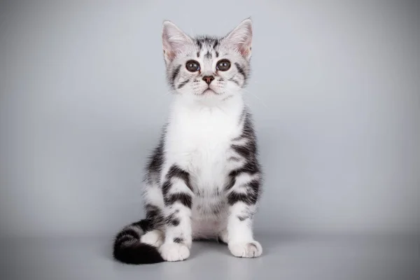 Fotografía Estudio Gato Americano Taquigrafía Sobre Fondos Color — Foto de Stock