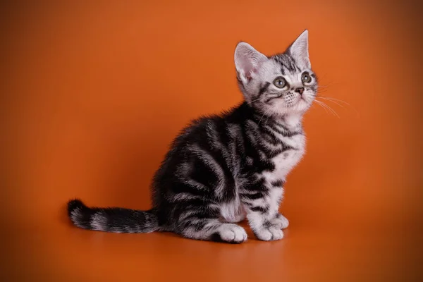 Studio Photography American Shorthair Cat Colored Backgrounds — Stock Photo, Image