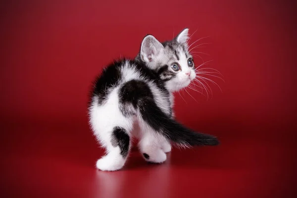 배경에 Shorthair 고양이의 스튜디오 — 스톡 사진