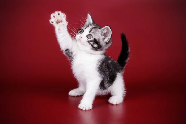 stüdyo fotoğrafçılığı renkli arka plan üzerinde bir Amerikalı stenografi kedi