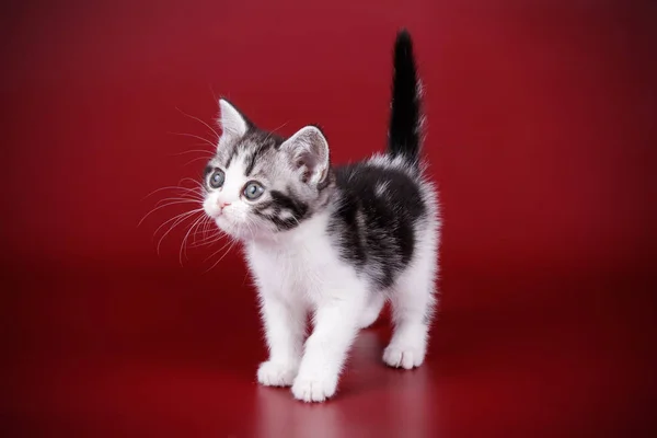 Studioaufnahmen Einer Amerikanischen Kurzhaarkatze Auf Farbigem Hintergrund — Stockfoto