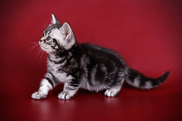 Fotografía Estudio Gato Americano Taquigrafía Sobre Fondos Color — Foto de Stock