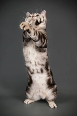 stüdyo fotoğrafçılığı renkli arka plan üzerinde bir Amerikalı stenografi kedi