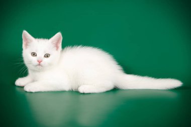 stüdyo fotoğrafçılığı renkli arka plan üzerinde bir Amerikalı stenografi kedi