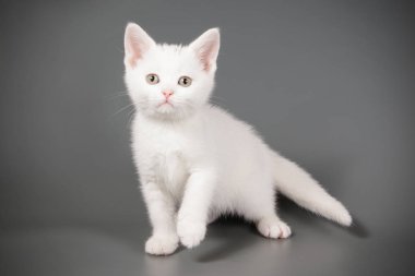 stüdyo fotoğrafçılığı renkli arka plan üzerinde bir Amerikalı stenografi kedi