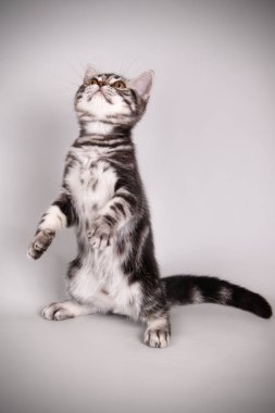 stüdyo fotoğrafçılığı renkli arka plan üzerinde bir Amerikalı stenografi kedi