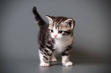 stüdyo fotoğrafçılığı renkli arka plan üzerinde bir Amerikalı stenografi kedi