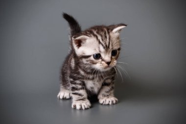 stüdyo fotoğrafçılığı renkli arka plan üzerinde bir Amerikalı stenografi kedi