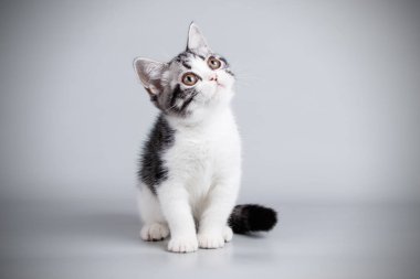 stüdyo fotoğrafçılığı renkli arka plan üzerinde bir Amerikalı stenografi kedi