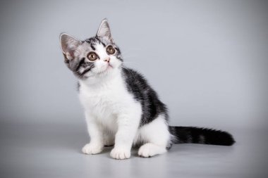 stüdyo fotoğrafçılığı renkli arka plan üzerinde bir Amerikalı stenografi kedi