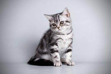 stüdyo fotoğrafçılığı renkli arka plan üzerinde bir Amerikalı stenografi kedi