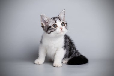 stüdyo fotoğrafçılığı renkli arka plan üzerinde bir Amerikalı stenografi kedi