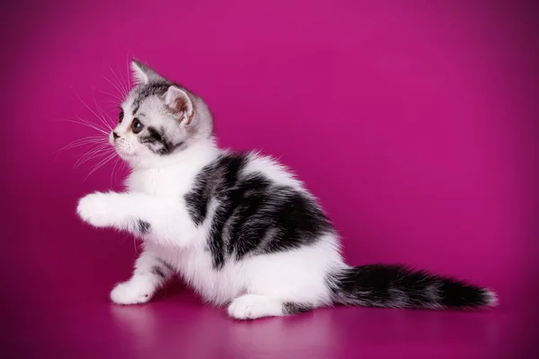 Studio Photography American Shorthair Cat Colored Backgrounds — Stock Photo, Image