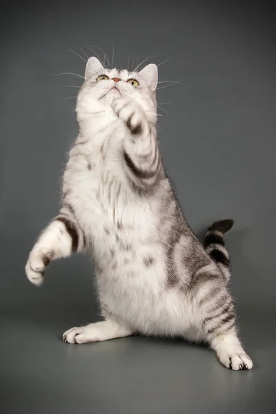 Студийная Фотография Американского Короткометражного Кота Цветном Фоне — стоковое фото
