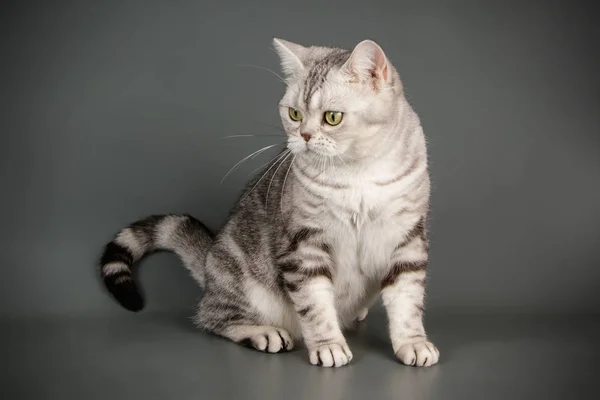 Studiofotografering American Shorthair Katt Färgad Bakgrund — Stockfoto