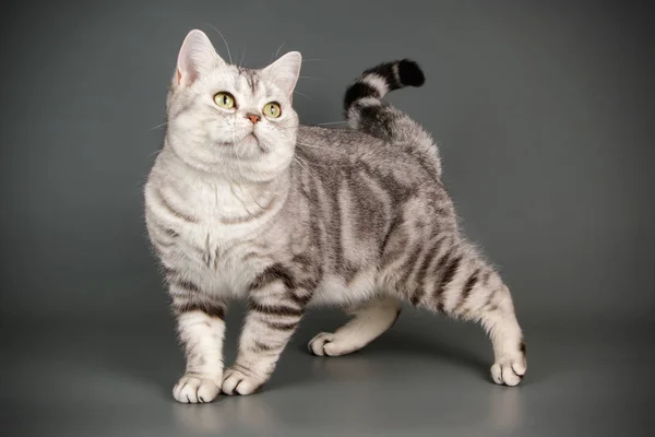 Studiofotografering American Shorthair Katt Färgad Bakgrund — Stockfoto