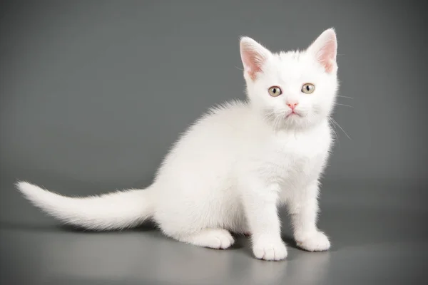 Studioaufnahmen Einer Amerikanischen Kurzhaarkatze Auf Farbigem Hintergrund — Stockfoto