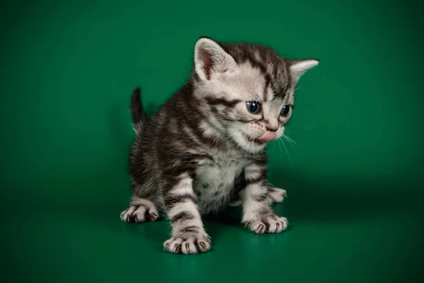 Studiofotografering American Shorthair Katt Färgad Bakgrund — Stockfoto