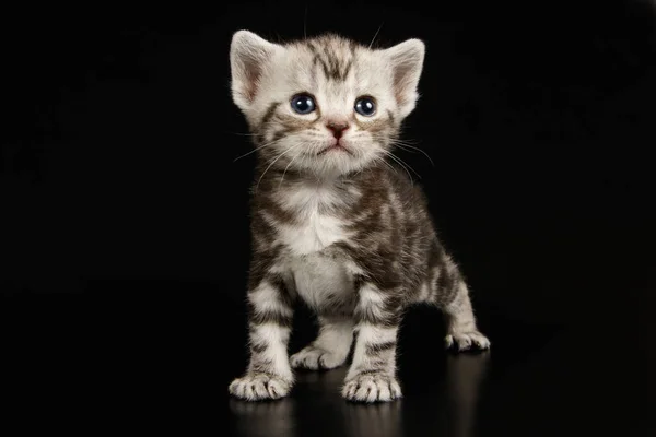 Studio Fotografi Dari Amerika Kucing Bulu Pendek Latar Belakang Berwarna — Stok Foto