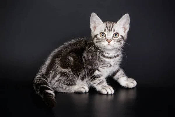 Studio Photography American Shorthair Cat Colored Backgrounds — Stock Photo, Image