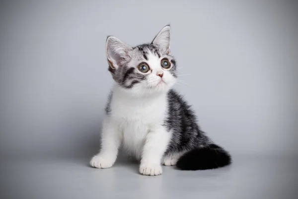 Fotografía Estudio Gato Americano Taquigrafía Sobre Fondos Color — Foto de Stock