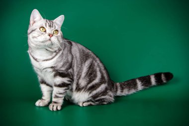 stüdyo fotoğrafçılığı renkli arka plan üzerinde bir Amerikalı stenografi kedi