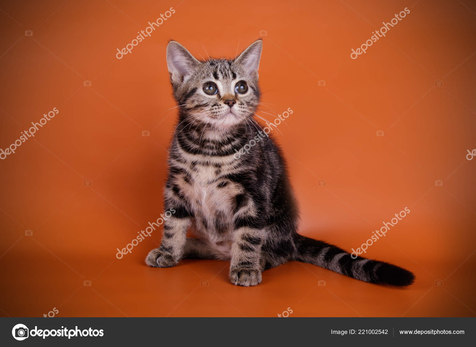 Photographie Studio Chat Americain Poil Court Sur Fond Colore Photographie Alex Vol C