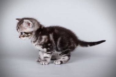 stüdyo fotoğrafçılığı renkli arka plan üzerinde bir Amerikalı stenografi kedi