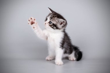 stüdyo fotoğrafçılığı renkli arka plan üzerinde bir Amerikalı stenografi kedi