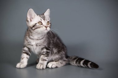 stüdyo fotoğrafçılığı renkli arka plan üzerinde bir Amerikalı stenografi kedi