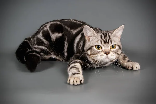 Fotografia Estúdio Gato Americano Shorthair Fundos Coloridos — Fotografia de Stock