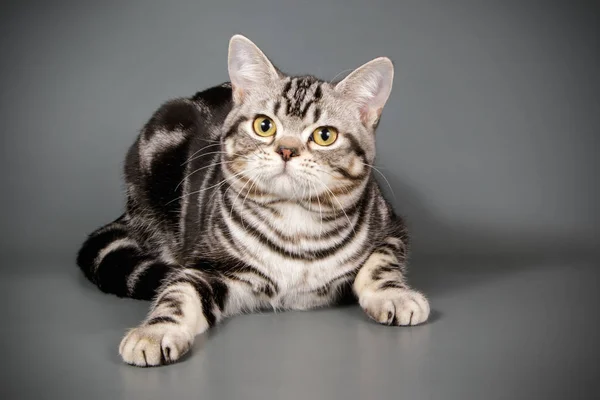 Studiofotografering American Shorthair Katt Färgad Bakgrund — Stockfoto