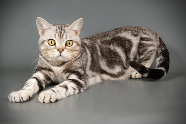 Studioaufnahmen Einer Amerikanischen Kurzhaarkatze Auf Farbigem Hintergrund — Stockfoto