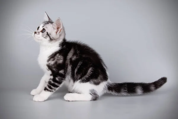 Studioaufnahmen Einer Amerikanischen Kurzhaarkatze Auf Farbigem Hintergrund — Stockfoto