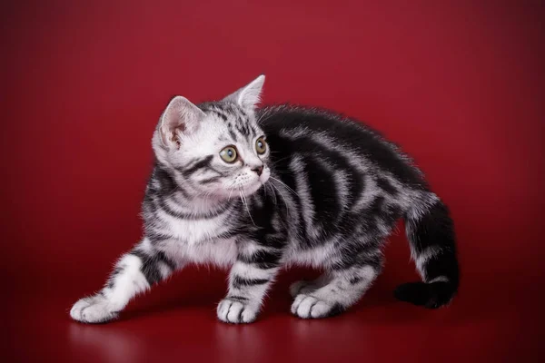 Fotografía Estudio Gato Americano Taquigrafía Sobre Fondos Color — Foto de Stock