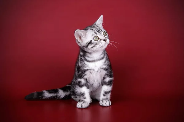 彩色背景下的美国短毛猫猫工作室摄影 — 图库照片