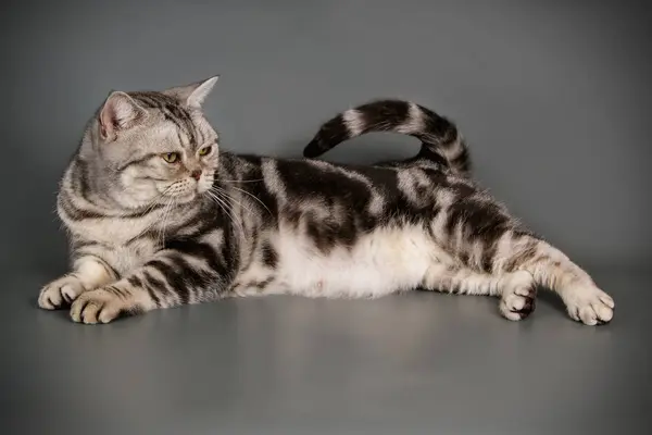 Fotografía Estudio Gato Americano Taquigrafía Sobre Fondos Color — Foto de Stock