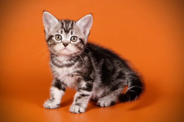 Studioaufnahmen Einer Amerikanischen Kurzhaarkatze Auf Farbigem Hintergrund — Stockfoto