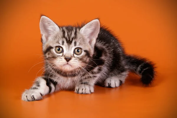 Studioaufnahmen Einer Amerikanischen Kurzhaarkatze Auf Farbigem Hintergrund — Stockfoto