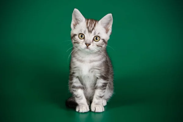 Studio Photography American Shorthair Cat Colored Backgrounds — Stock Photo, Image