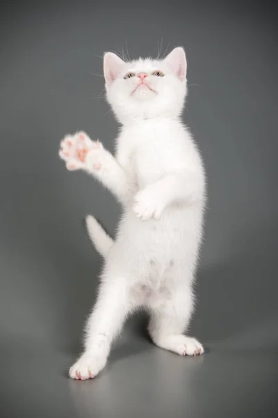 Fotografía Estudio Gato Americano Taquigrafía Sobre Fondos Color —  Fotos de Stock