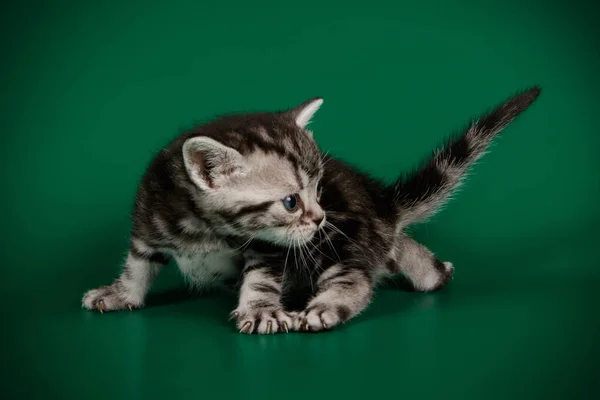 Studiofotografie Van Een Amerikaanse Korthaar Kat Een Gekleurde Achtergrond — Stockfoto