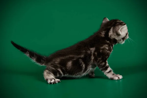 Fotografia Estúdio Gato Americano Shorthair Fundos Coloridos — Fotografia de Stock